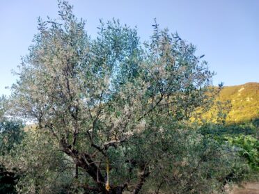 Oliveti_fiori